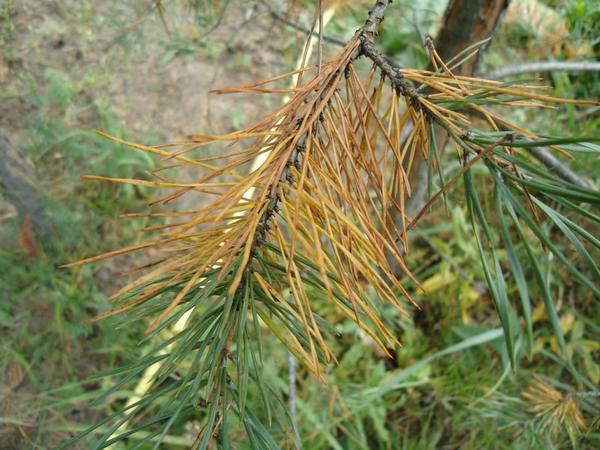 Шютте сосны Шютте сосны